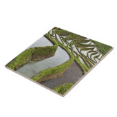 アジア、中国、雲南、湯安屋。浸水米 タイル (側面)