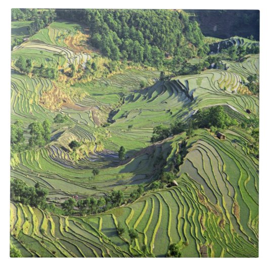 アジア、中国、雲南、湯安屋。緑のパターン タイル (正面)