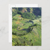 アジア、中国、雲南、湯安屋。緑のパターン ポストカード (正面/裏面)
