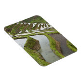 アジア、中国、雲南、Yuanyang。浸水した米 マグネット (右側)