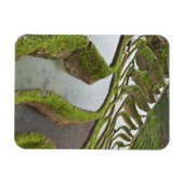 アジア、中国、雲南、Yuanyang。浸水した米 マグネット (横)