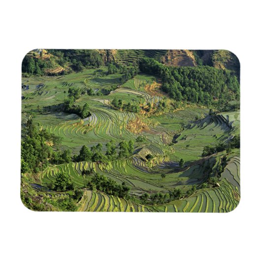 アジア、中国、雲南、Yuanyang。緑2のパターン マグネット (横)