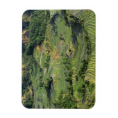 アジア、中国、雲南、Yuanyang。緑2のパターン マグネット (縦)