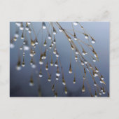 アジア、中国 | Huansan, Dewdrops ポストカード (正面)