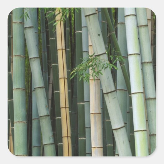 アジア，日本，京都，嵐山，嵯峨野，竹 スクエアシール (正面)