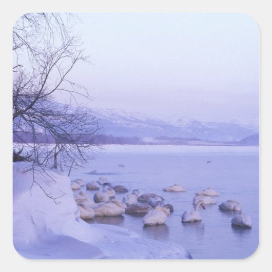 アジア,日本,北海道,アカンNP,ホッパー白鳥 スクエアシール (正面)