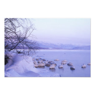 アジア, 日本, 北海道, 阿寒国立公園, 大型の白鳥 フォトプリント