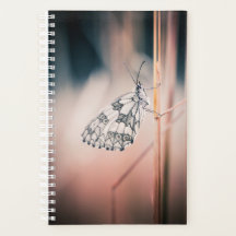 アジェンダ・デミ・ドゥイル