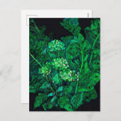 アジサイとホセラディッシュフローラアートブラック&グリーン シーズンポストカード (正面/裏面)