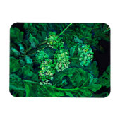 アジサイとホセラディッシュフローラアートブラック&グリーン マグネット (横)