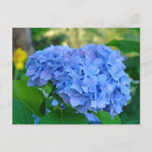 アジサイの夏の花の庭 ポストカード (正面)