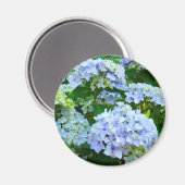 アジサイの花のマグネットギフト 青緑の庭 マグネット (正面/裏面)