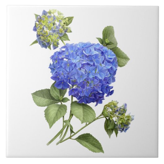 アジサイの花の植物画 タイル (正面)