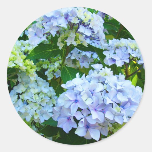 アジサイの花ガーデンサマーステッカー ラウンドシール (正面)