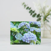 アジサイの花 ガーデンポストカード 植物画 ポストカード (スタンド正面)