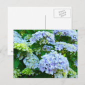 アジサイの花 ガーデンポストカード 植物画 ポストカード (正面/裏面)