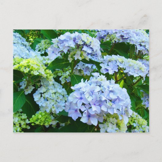 アジサイの花 ガーデンポストカード 植物画 ポストカード (正面)