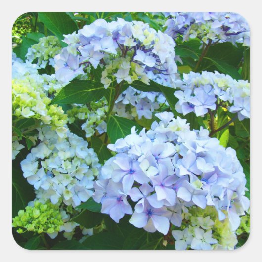 アジサイの花 ステッカー 夏の青い花 (正面)