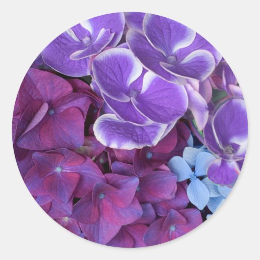 アジサイの花 ラウンドシール (正面)