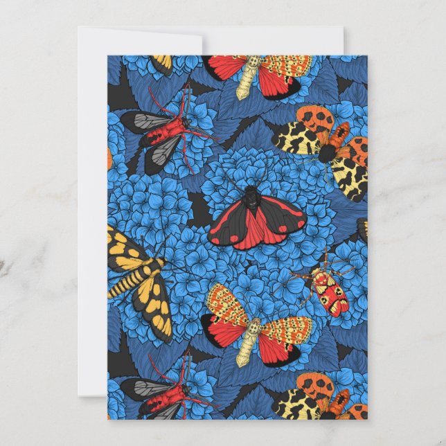 アジサイの蛾 (正面)