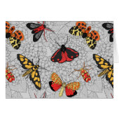 アジサイの蛾 (正面横)