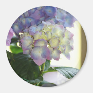 アジサイの開花 マグネット