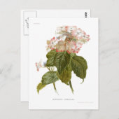 アジサイのlindleyana ポストカード (正面/裏面)