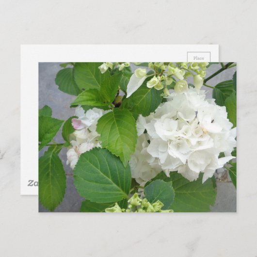 アジサイフラワーグリーンホワイト自然ガーデンプランツ ポストカード (正面/裏面)