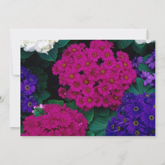 アジサイ濃いピンクの紫色の花美しい自然 (正面)