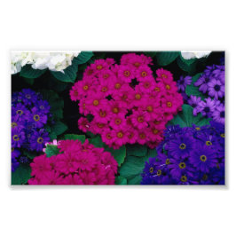 アジサイ濃いピンクの紫色の花美しい自然 フォトプリント