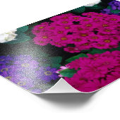 アジサイ濃いピンクの紫色の花美しい自然 フォトプリント (角)