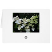 アジサイ (裏面横)