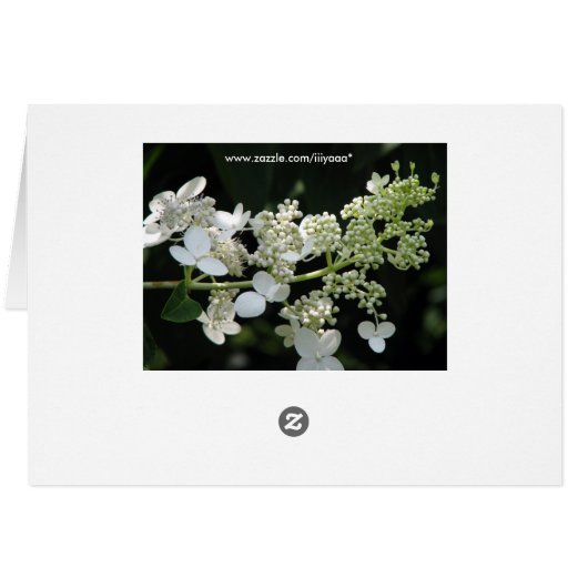 アジサイ (裏面横)