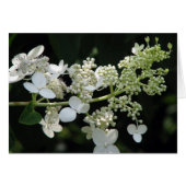 アジサイ (正面横)