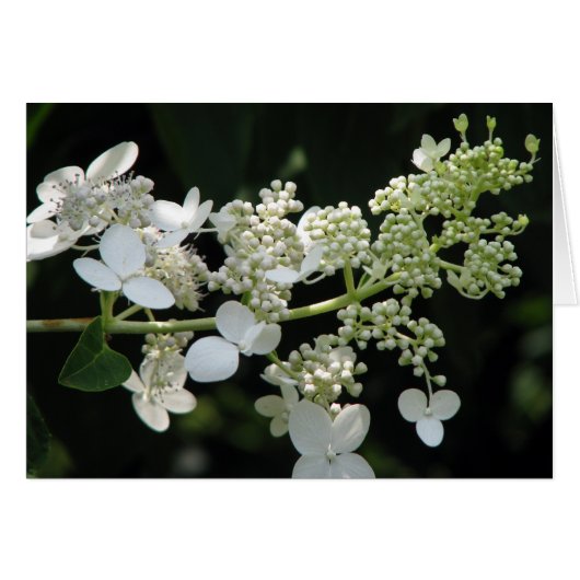 アジサイ (正面横)