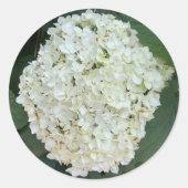 アジサイ（アジサイ） ラウンドシール (正面)