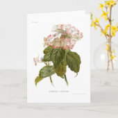 アジサイ カード (黄色い花)