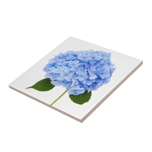 アジサイ タイル (側面)