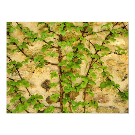 アジサイ フォトプリント            (正面)