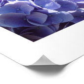 アジサイ ポスター (角)