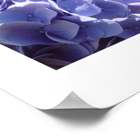 アジサイ ポスター (角)