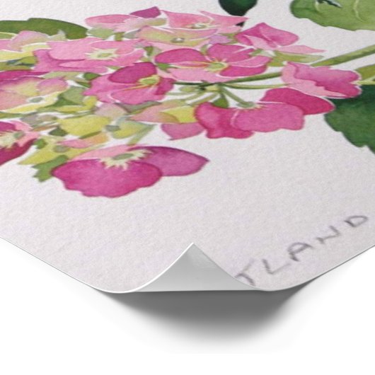 アジサイ ポスター (角)