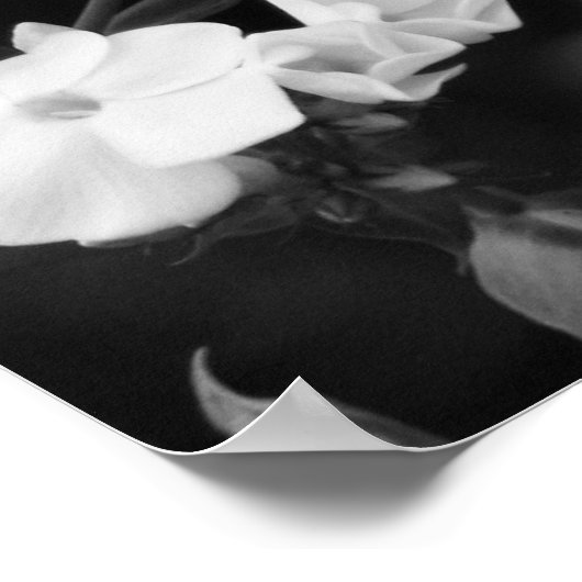 アジサイ ポスター (角)