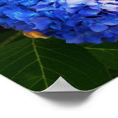 アジサイ ポスター (角)