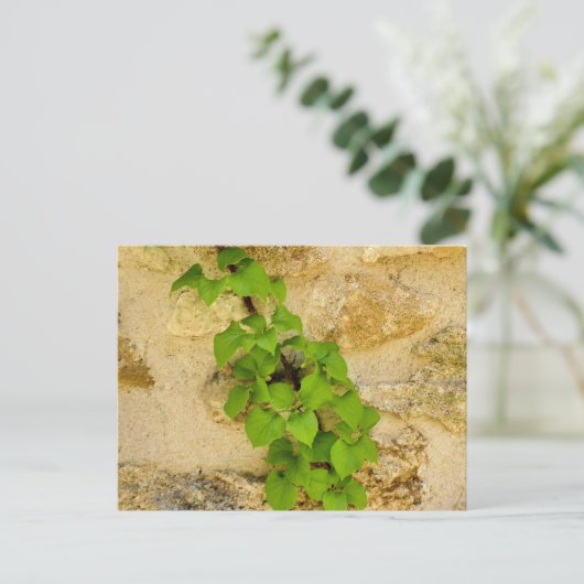 アジサイ ポストカード (スタンド正面)