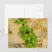 アジサイ ポストカード (正面/裏面)