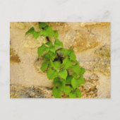 アジサイ ポストカード (正面)