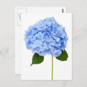 アジサイ ポストカード (正面/裏面)