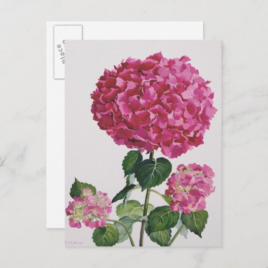 アジサイ ポストカード (正面/裏面)