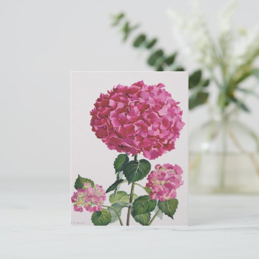 アジサイ ポストカード (スタンド正面)